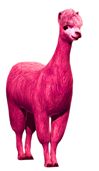 llama