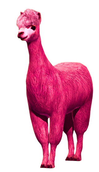 llama